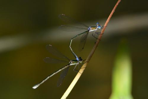 Lestes virens